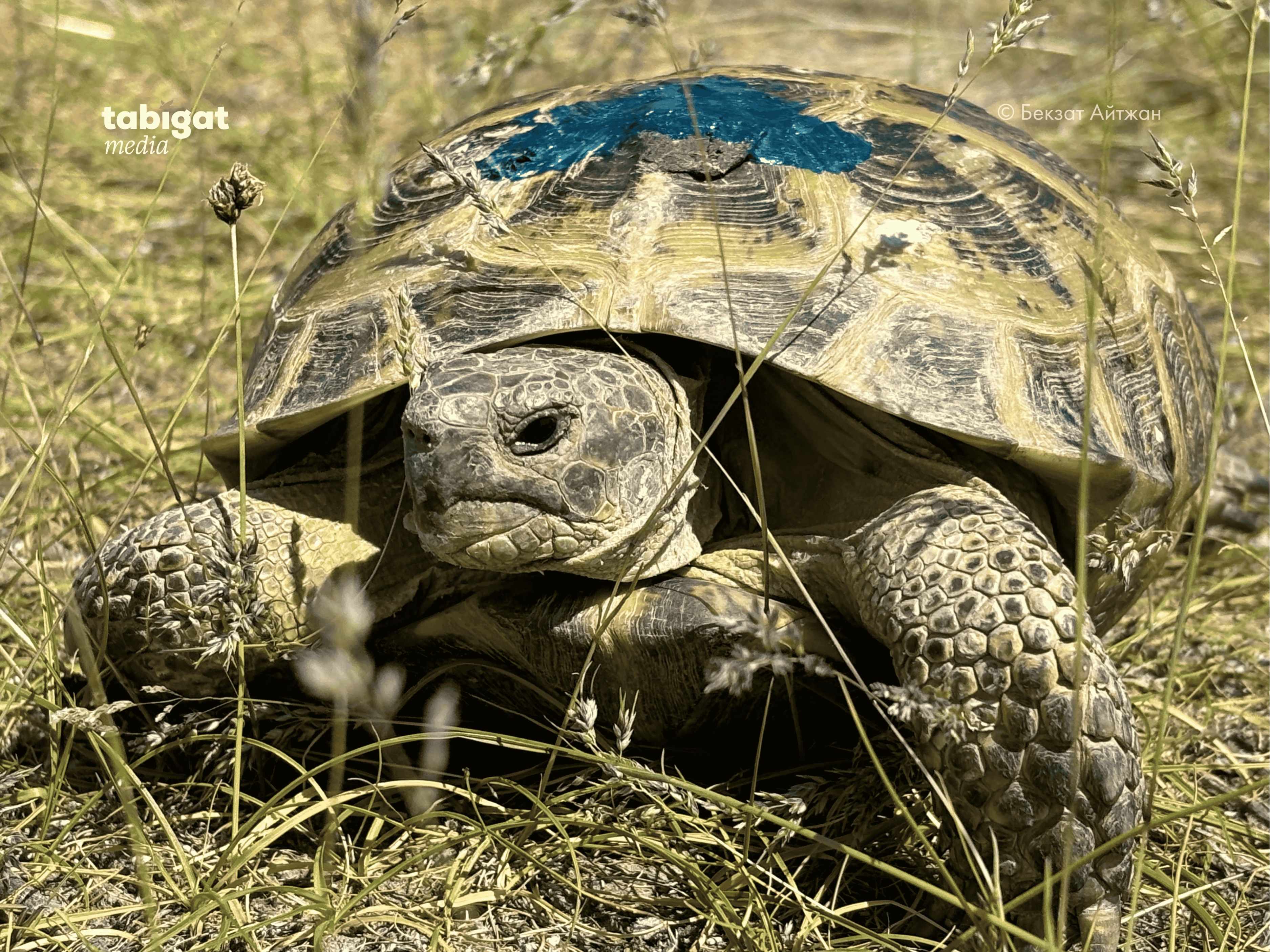 Таңның нұры